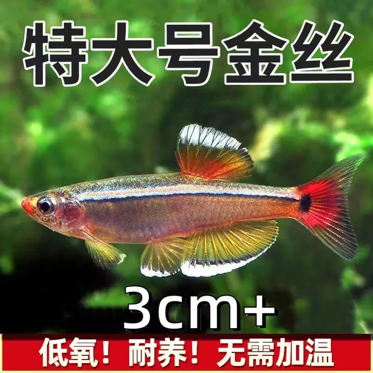 精品白云金丝 好养的冷水鱼 淡水鱼 观赏鱼灯鱼 冬天不加热好养