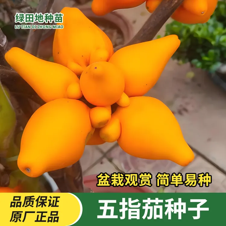 五指茄种子黄金果金银茄乳茄易种观赏五指花卉室内外盆栽蔬菜种子