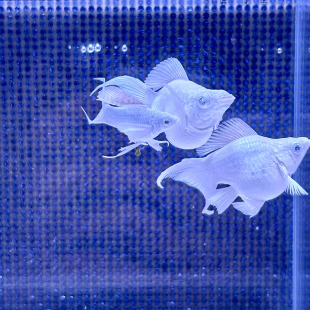 瓷白钻眼玛丽鱼满钻元宝体活体 一对