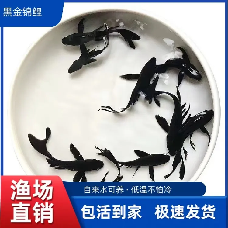 黑色锦鲤鱼黑金锦鲤长尾龙凤乌金风水鱼冷水锦鲤金鱼活鱼纯种锦鲤