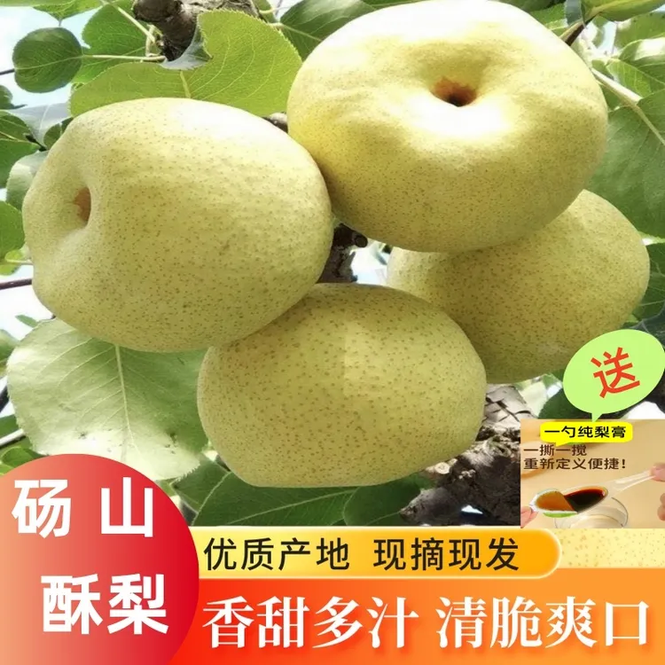 9月应季水果砀山酥梨农家果园新鲜现摘脆甜多汁儿童老人孕妈即食
