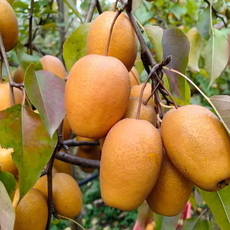 正宗洛宁金珠沙梨野生小沙梨小红梨2025年新鲜现摘现发