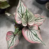 116-0915泰国发货多肉