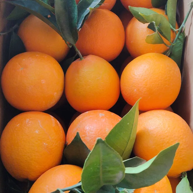 正宗奉节脐橙，10斤带箱包邮到家