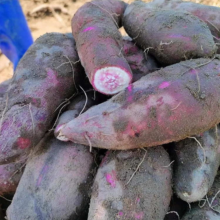 广东沙地新鲜现挖冰淇淋红薯一点红番薯粉糯香甜粗粮