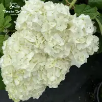 种花王大爷 栎叶绣球 moon阳台庭花园院耐寒多年生植物易养护
