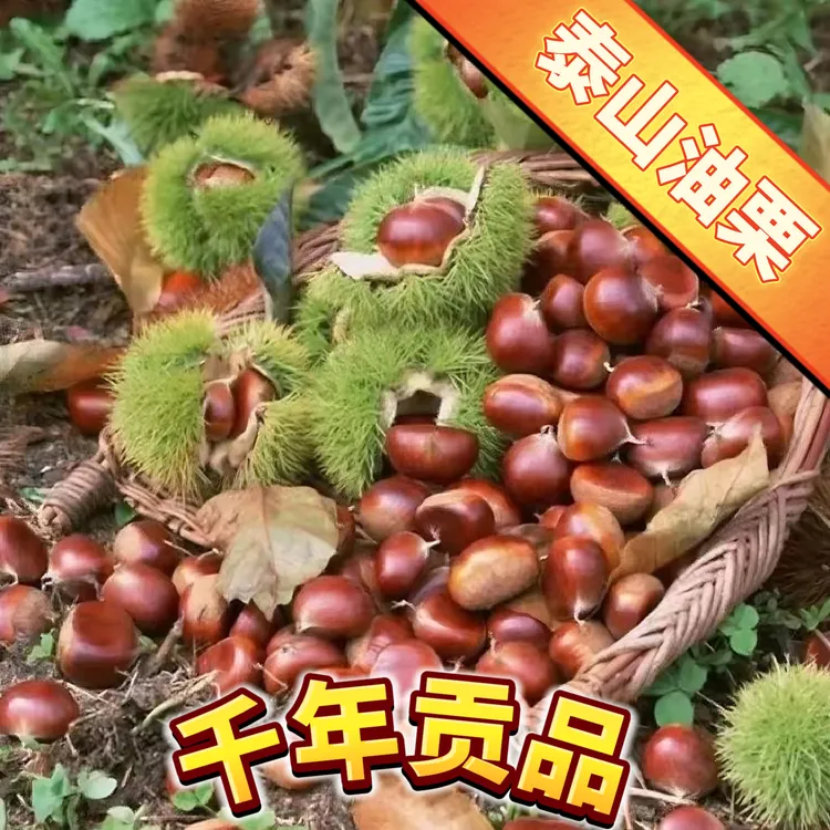 【千年贡品 泰山油栗】2025年高山老树自然成熟粉糯香甜坏果包赔