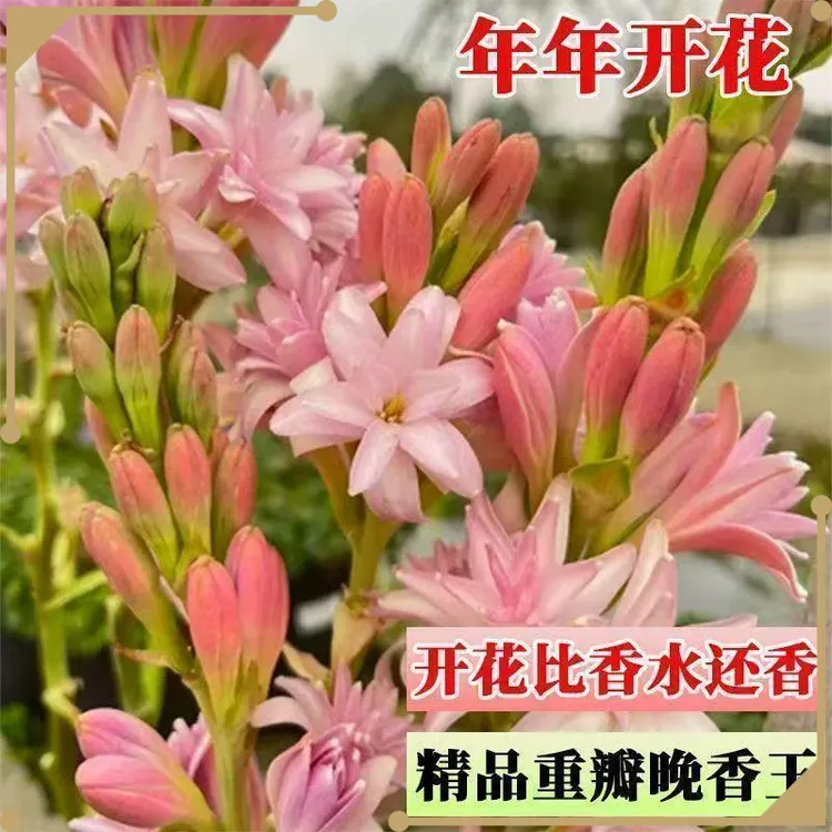 晚香玉重瓣浓香型种球多年生盆栽植物室内家庭庭院四季易种活花卉