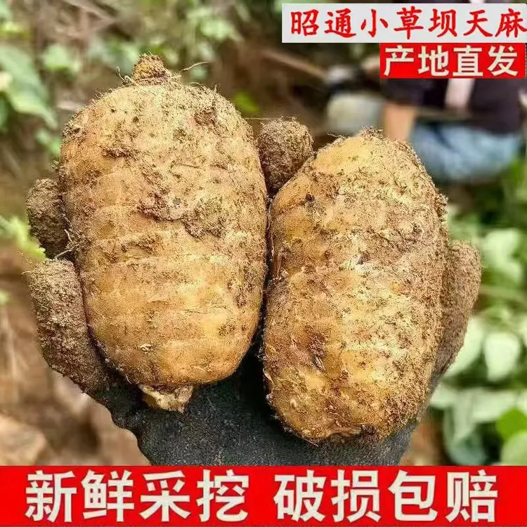 （新鲜天麻）正宗云南昭通小草坝新鲜天麻现挖高山乌天麻产地发炖汤