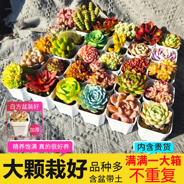 大颗多肉植物花卉组合盆栽套餐易活好养栽好发货含盆带土种好