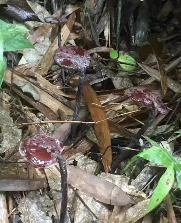 农户自摘深山野生竹灵芝