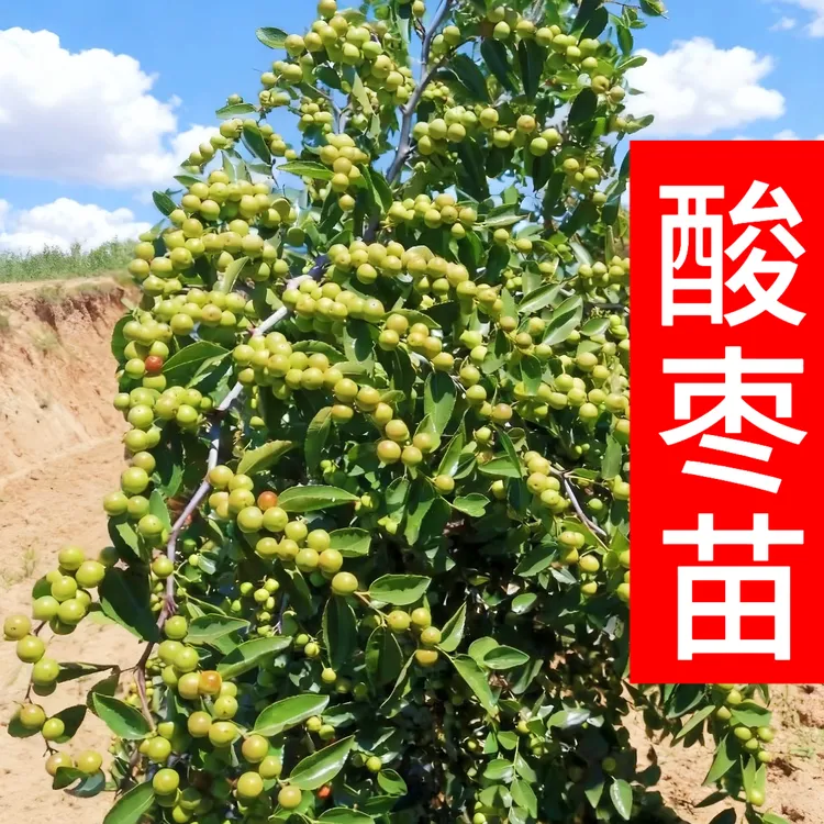 晋酸3号酸枣苗双仁药用酸枣苗当年结果酸枣苗