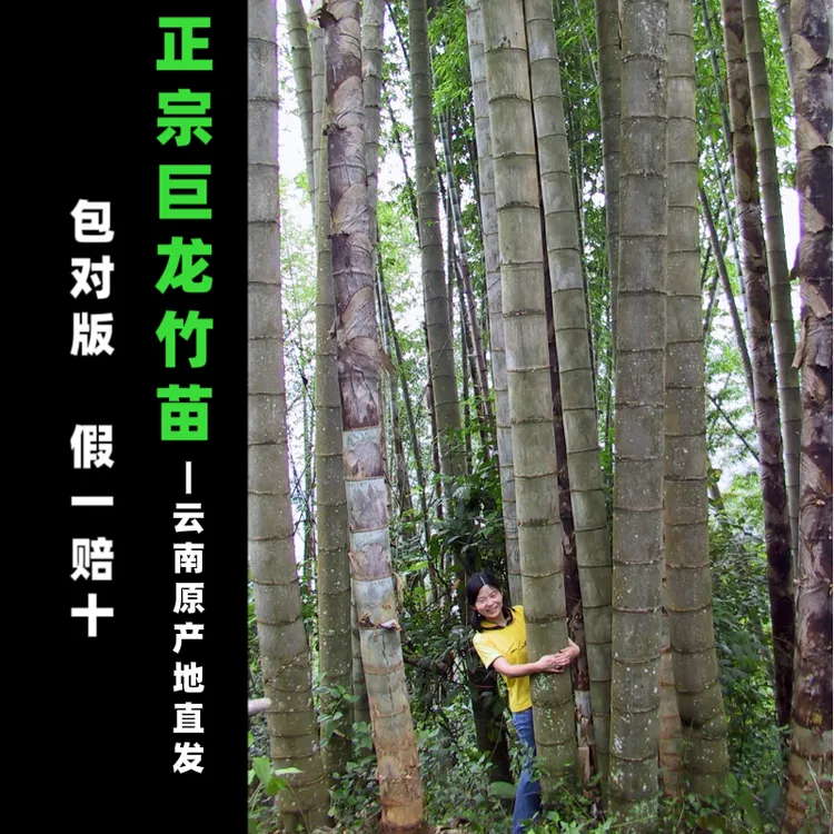 大型直杆厚壁巨龙竹苗正宗巨龙竹根竹子云南广西基地随机直发