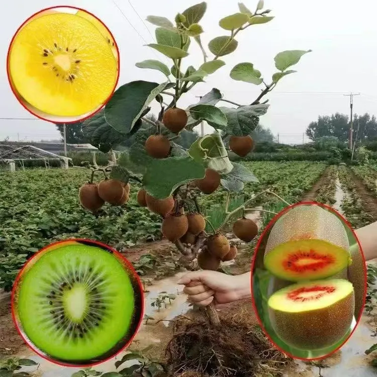 猕猴桃树果苗自花授粉红心黄心绿心猕猴桃苗奇异果苗当年结果