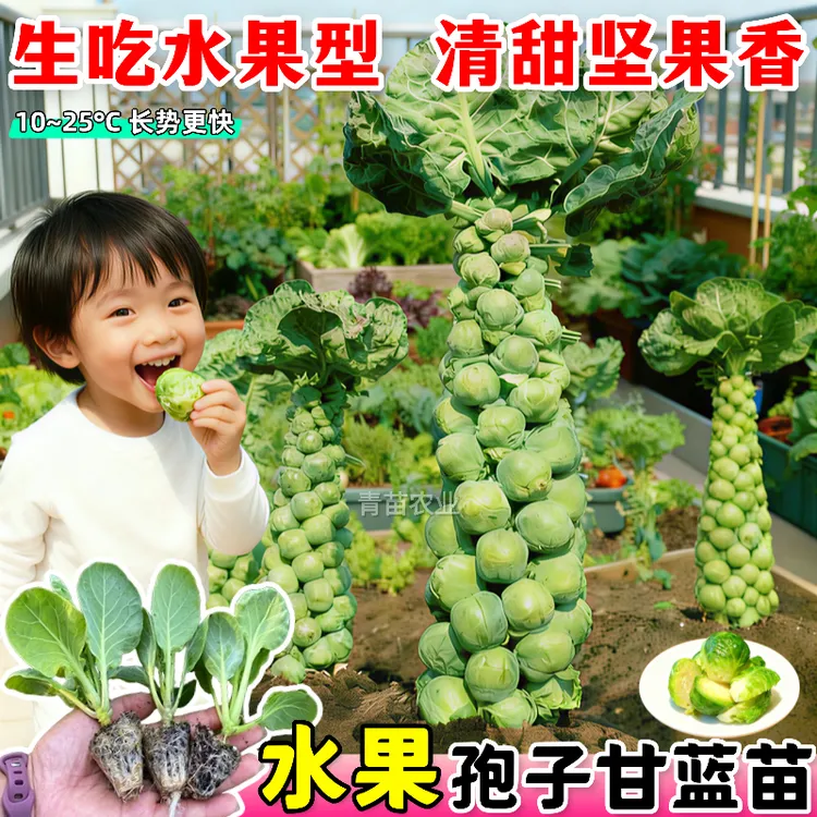 【秋冬可种】耐寒水果孢子甘蓝苗脆嫩甜四季迷你抱子甘蓝阳台盆栽