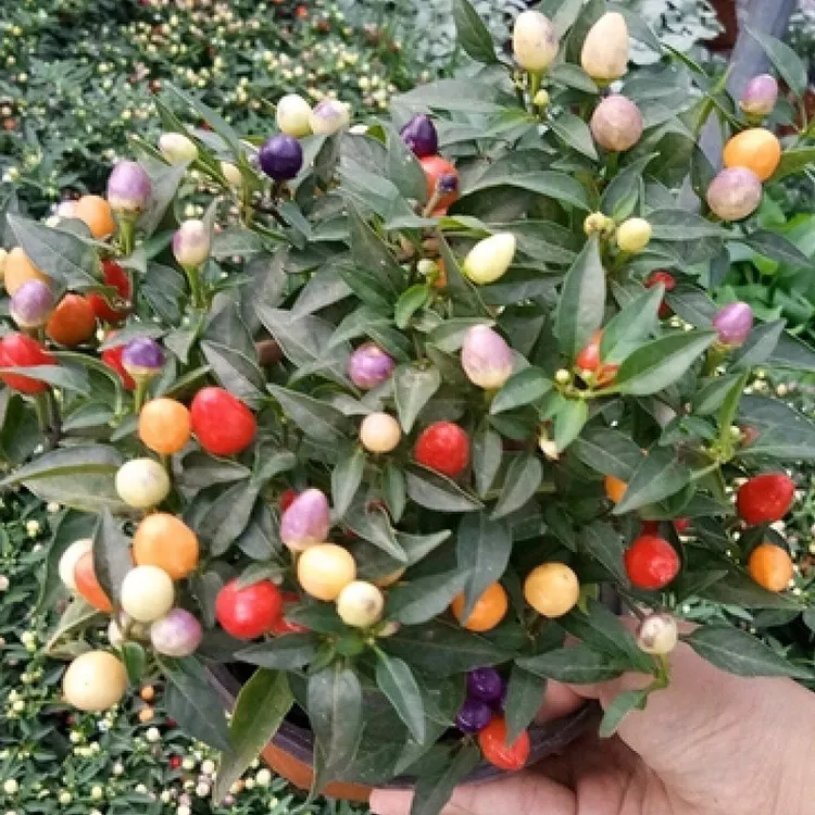 观赏五彩椒 小泡椒盆栽小辣椒