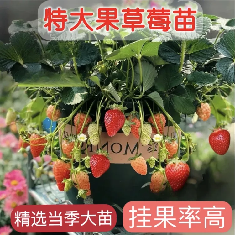 小娜家25年精选盆栽特大果苗四季草莓苗原盆原土新手室内室外种植