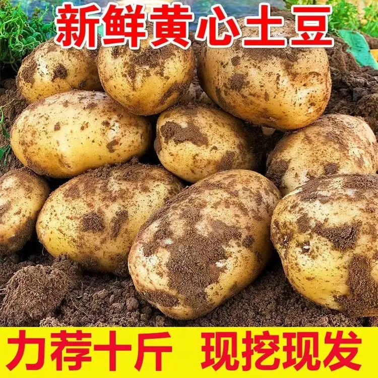 【2025新货】湖北农家蔬菜黄皮黄心大土豆洋芋新鲜10批发小土豆