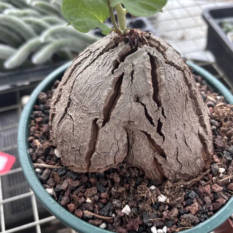 象足龟甲龙稀有块根多肉植物带叶带盆小盆栽
