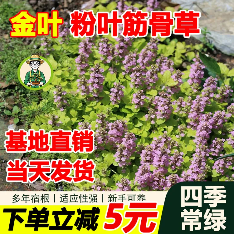 拾园记筋骨草金叶粉花紫花姬十二单耐热耐寒院四季常绿多花绿植物