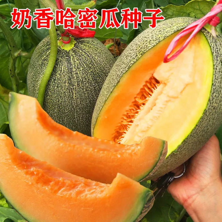 【哈密瓜】海南哈密瓜西州蜜瓜脆甜多汁果香浓郁当季新鲜水果