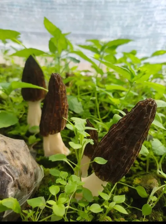 当季头茬新鲜羊肚菌（顺丰空运）