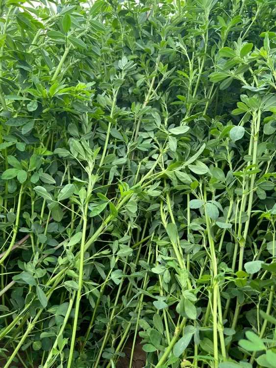 大叶苜蓿净种四季羊草多年生蛋白草