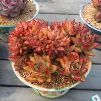 从前慢多肉精选编号0221.83