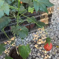 全部花苞网纹灯笼花