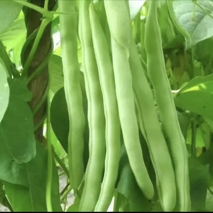 【新鲜四季豆】云南优质露天四季豆农家自种新鲜现摘产地直发