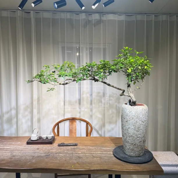海岛栀子花精品游龙老桩适合茶空间装饰与室内外造景