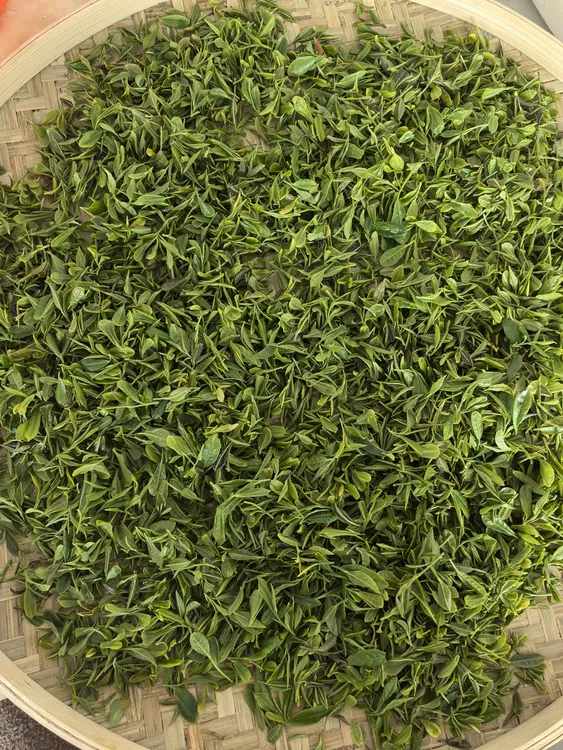 日照绿茶 茶采摘炒制 正宗日照绿茶 一芽一 嫩叶香约 
