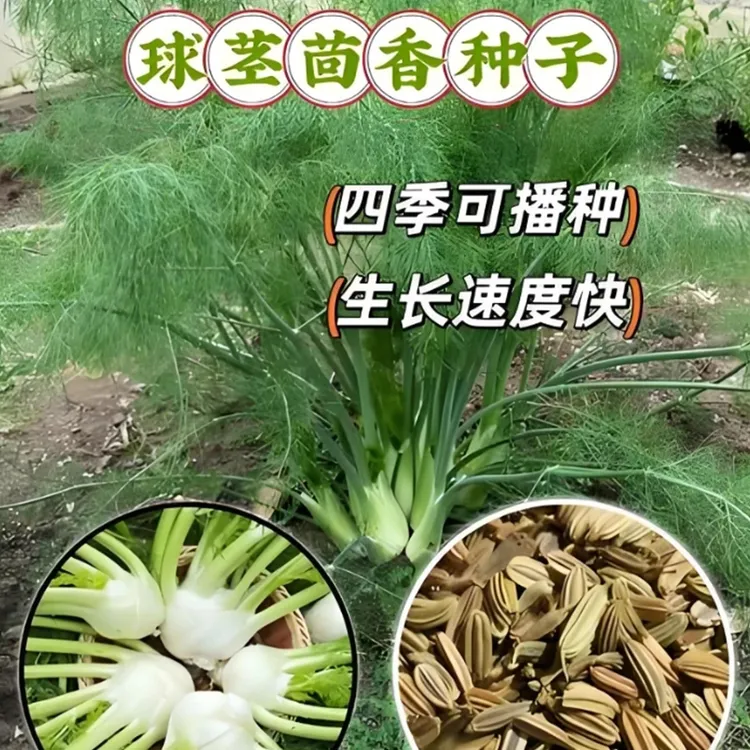 【抢！球茎茴香种子】家庭阳台小院四季种植盆栽地栽易种易活