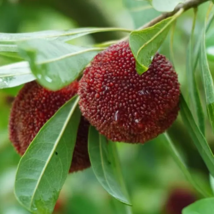 正宗仙居东魁杨梅颗粒饱满新鲜当季现摘水果礼盒