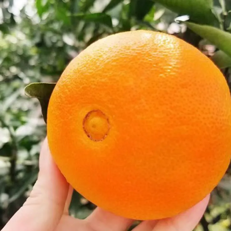 新鲜采摘红美人果冻橙皮薄多汁应季水果孕妇水果