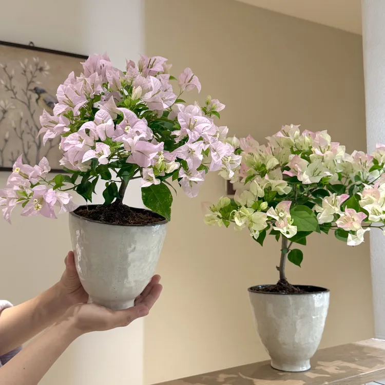 苹果花绿樱伊娃系列勤花品种三角梅开花盆栽盆景阳台好养花卉绿植