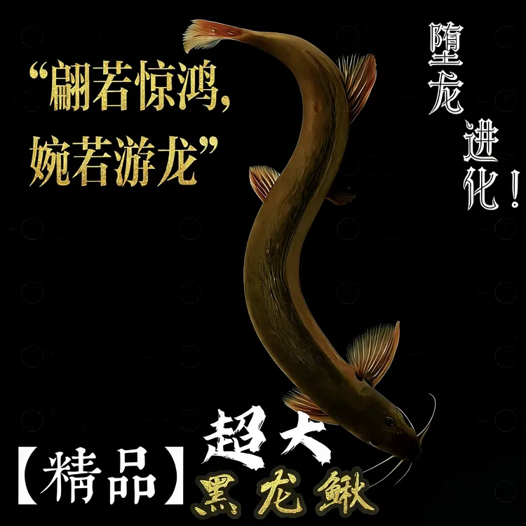 【堕龙】黄金大泥鳅清道夫冷水观赏鱼好养耐活可清理鱼缸黑泥鳅金鳅