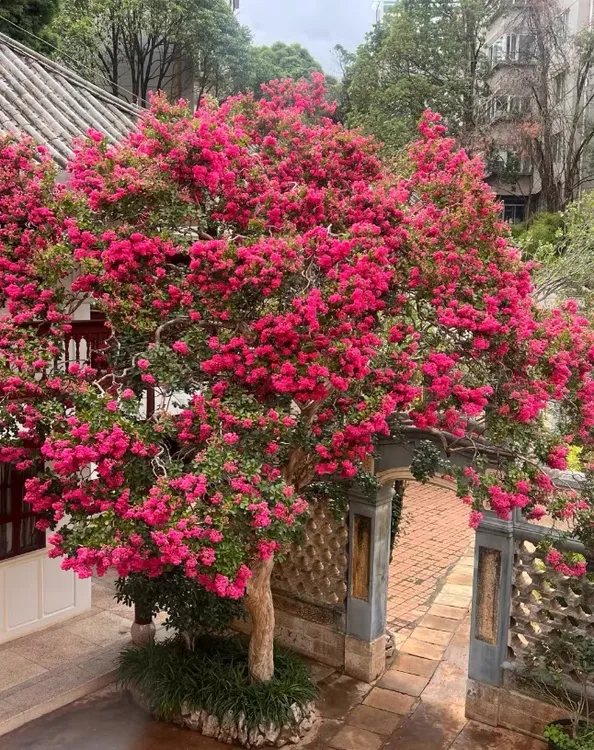 小叶川红老紫薇基地发货直发三角梅木槿花紫薇花紫薇树大号花卉