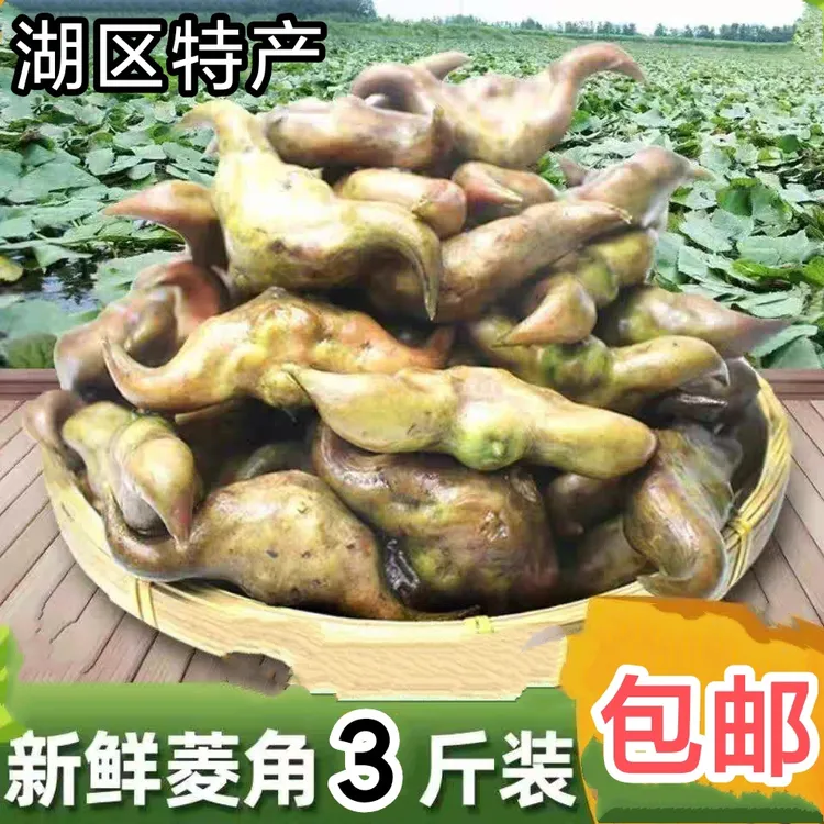 新鲜现摘老菱角粉糯可口带壳可生吃的时令蔬菜