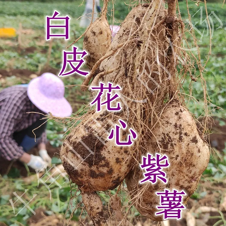 广西德保白皮花心紫薯番薯农村种植甜糯可口小时候的味道爱的味道