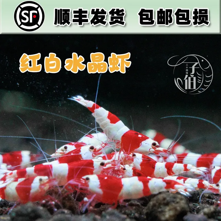 纯血厚甲红白水晶虾淡水观赏虾活体除藻工具虾