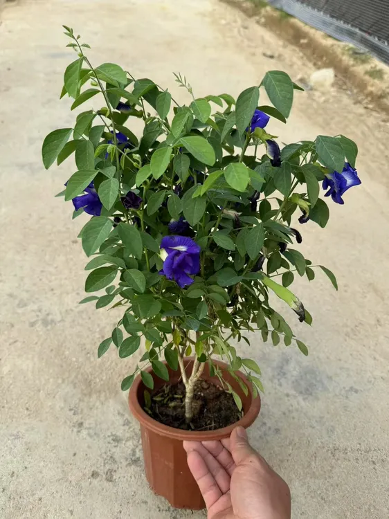 蝶豆花苗盆栽正宗食用蝶豆花阳台庭院爬藤植物蝶豆花天然染色花卉