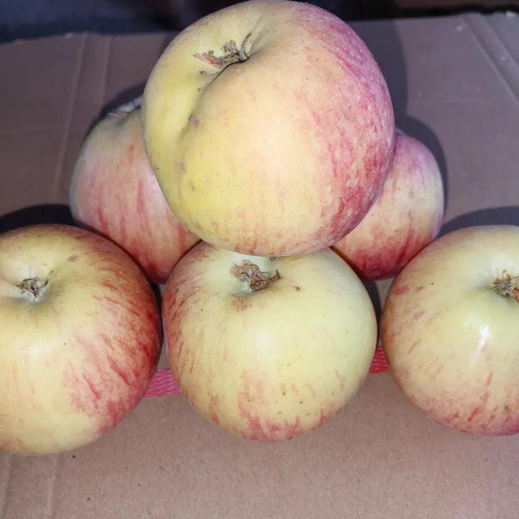 当季吉木萨尔山区无公害土苹果/冬果/酸甜可口/家乡味道/耐储存