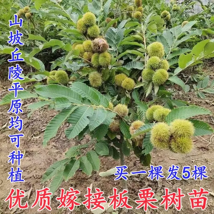 正宗嫁接王中王大果板栗农大一号大红袍板栗树苗南方北方种植果树