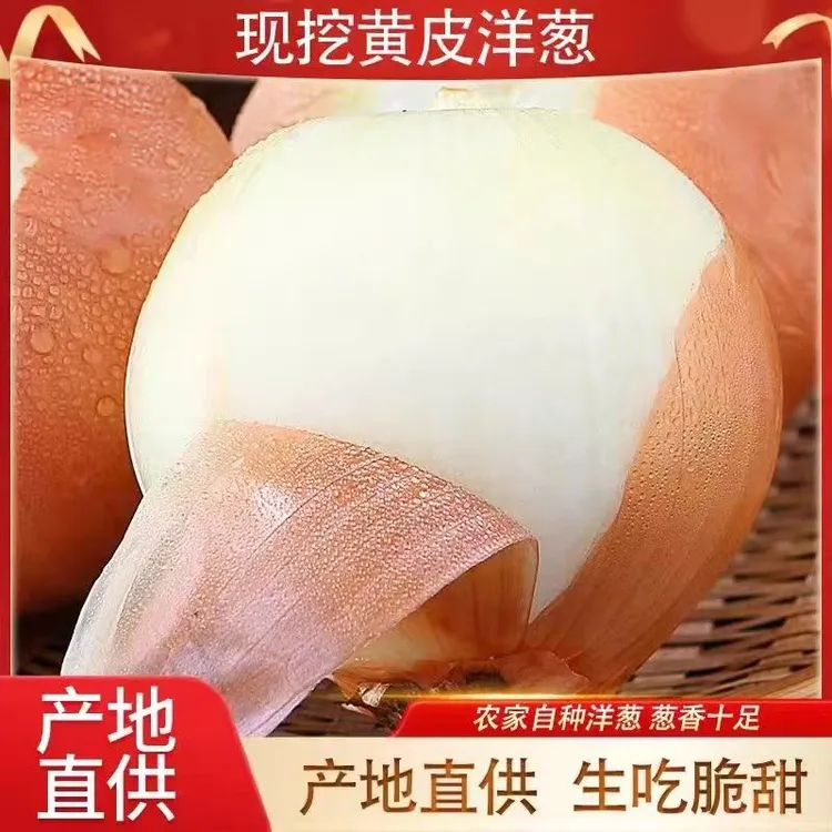 山东农家种植新鲜黄皮洋葱圆葱精选现挖白肉脆甜黄皮大洋葱蔬菜