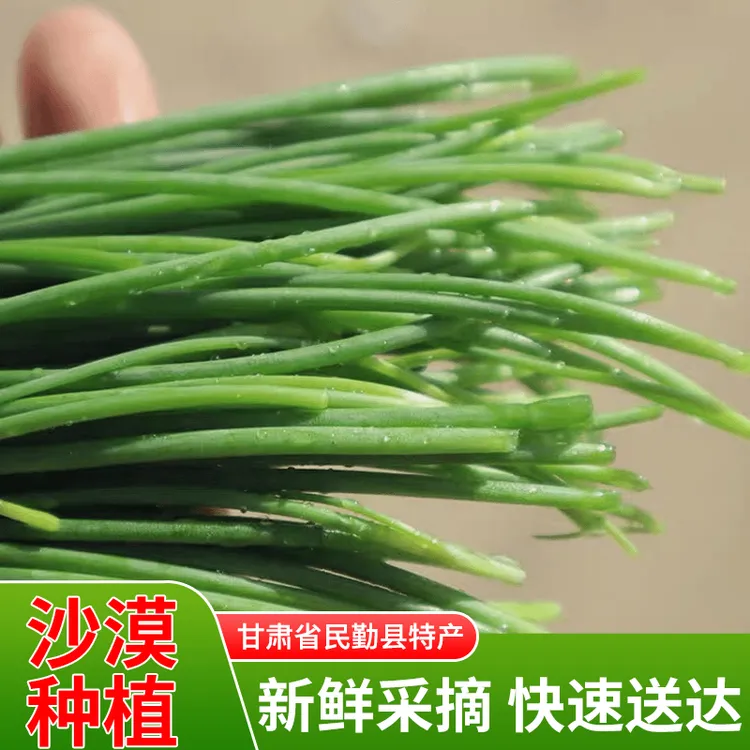 【精品顺丰包邮】甘肃民勤新鲜沙葱现发辛香爽口百搭蔬菜坏单包