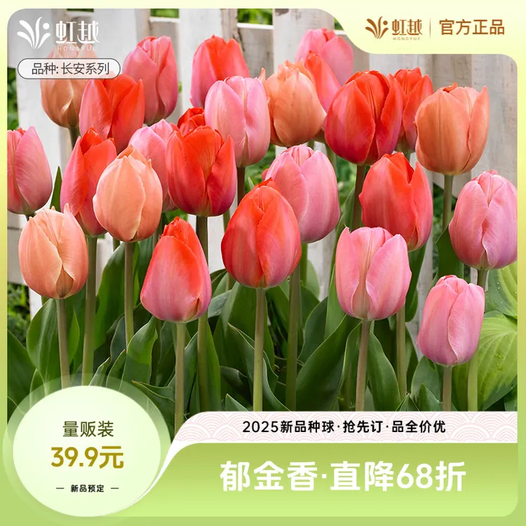 HONGYUE/虹越进口郁金香种球自然球5度球量贩多球风信子洋水仙