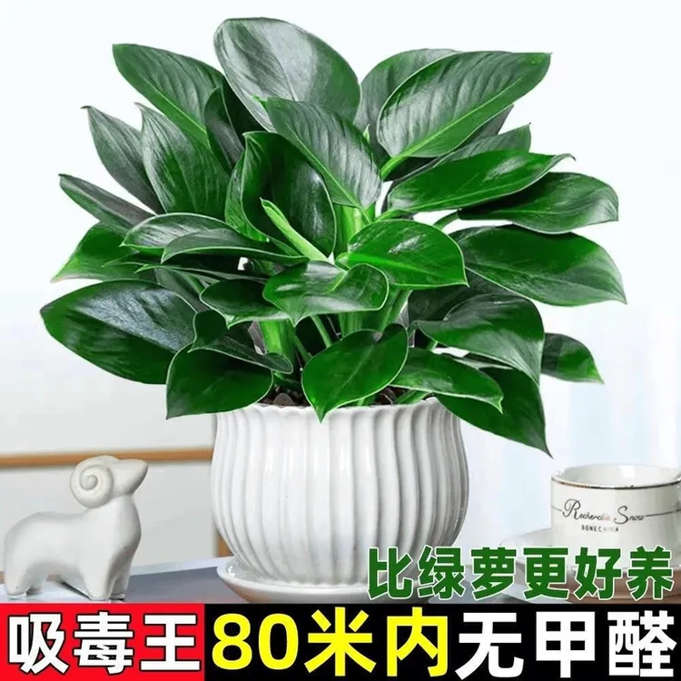 【爆款】金钻盆栽室内净化四季常青好养植物吸甲醛净化空气特色绿植