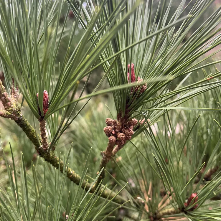 老桩松柏造型矮霸黑松五针松济州真柏罗汉松盆景