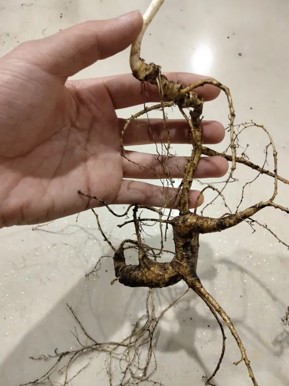 新鲜林下参煲汤泡酒煮茶滋补佳品（改价链接）